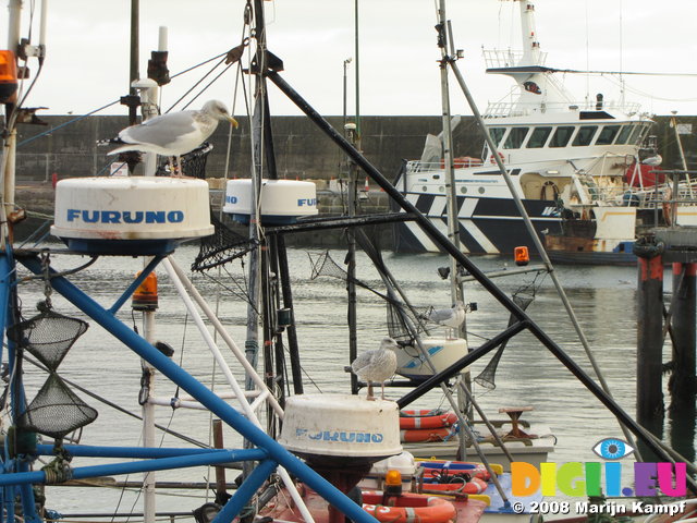 SX00449 Seagulls on fishing boat's radars [Herring Gull - Larus Argentatus]